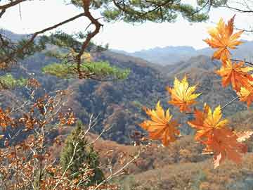 澳門一碼一碼100準(zhǔn)確，揭秘澳門彩票的魅力與真實(shí)性，澳門彩票揭秘，一碼一碼100準(zhǔn)確之魅力與真相探究