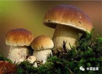 集團(tuán)菌，一種不容忽視的微生物，集團(tuán)菌，不容忽視的微生物探究