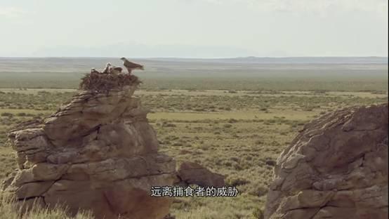 全球鷹與捕食者，天空中的觀察者與獵手，全球鷹與捕食者，天空中的觀察者與獵手對決